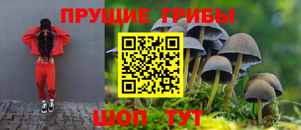 Ишим  Галлюциногенные грибы Psilocybine cubensis  Вход с VPN 